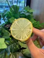 Pince à cheveux mignonne en forme de tranche de citron jaune en PVC translucide pour femme. - Citron (6*55cm)