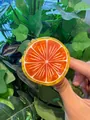Pince à cheveux mignonne en forme de tranche de pamplemousse - Orange (6*55cm)