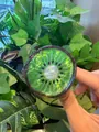 Pince à cheveux créative en forme de kiwi avec une finition brillante pour femme - Kiwi (6*55cm)