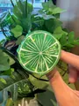 Élégante pince à cheveux en PVC vert vif en forme de tranche de citron vert pour femme - Citron Vert (6*55cm)