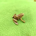 Detailed macro view of a vintage solid brass frog figurine resting on green fabric - Spotted Frog A