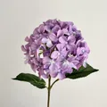 Tallo de flor de hortensia Aisha púrpura realista impreso en 3D de alta calidad - Rosa Púrpura