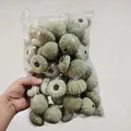 Bulk natural green sea urchin shells for air plant pots, DIY crafts and home decor. - Green Sea Urchin (5-7cm)