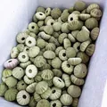 Bulk natural green sea urchin shells for air plant planters and Mediterranean decor - Green Sea Urchin (4-5cm)