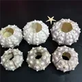 Gusci di riccio di mare naturali per piante aeree con trame e motivi unici - Riccio Alfonso (4-6cm)