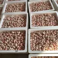 Bulk natural pink sea urchin shells in storage boxes for air plant pots - Pink and White Sea Urchin (2-3cm)