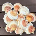 Gros plan de plusieurs grandes coquilles Saint-Jacques naturelles pour le bricolage - Coquille d'Été Profonde / 1 Pièce Coquille d'Été Profonde (9-10cm)