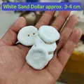 Gusci di riccio di mare sand dollar bianchi naturali di circa 3-4 cm, tenuti in mano - Riccio Bianco (3-4cm)