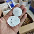 Natural white sand dollar sea urchin shells held in hand for size comparison 3pcs - Sand Dollar Sea Urchin (3-5cm)