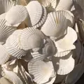 Coquilles de Saint-Jacques blanches naturelles pour peinture DIY et décoration - Coquille Saint-Jacques Blanche / 1 Pièce Coquille Saint-Jacques Blanche (5-7cm)