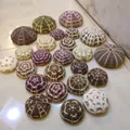 Collection of natural colorful sea urchin shells for air plant pots and home decor decoration. - Octagram Sea Urchin (9-11cm)