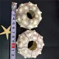 Natural purple sea urchin shells for air plant pots, measured at approx 5.5cm diameter - Alfonso Sea Urchin (6-8cm)