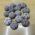 Group of natural purple striped sea urchin shells for Mediterranean style air plant pots - Tall Waist Sea Urchin (4-6cm)