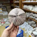 Natural pink and white sea urchin shell test for air plant holder, wholesale stock SKU photo - Large Purple Sea Urchin (12-14cm)