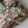 Bulk natural sea urchin shells in various colors for DIY air plant succulent mini pots. - Medallion Urchin (1.5-2cm)
