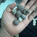 Group of natural grey sea urchin shells for air plant pots and Mediterranean decor - Small Tall Waist Urchin (1-2cm)