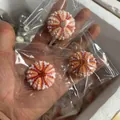 Natural pink and orange striped sea urchin shell for air plant pot home decoration - Medallion Urchin (3.5-4cm)