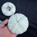 Large natural green sea urchin shell used as air plant pot displayed on hand for size - Large Green Sea Urchin (10-12cm)