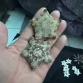 Natural dried star-shaped shells for Mediterranean decor, air plants and succulent pots - Natural Color Starfish (4cm)