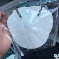 Natural white sand dollar sea urchin shell specimen for home decor and beach crafts - Thin Pancake Sand Dollar (15cm)