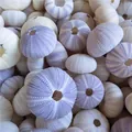 Natural purple sea urchin shells for air plant pots and Mediterranean home decoration - Purple Sea Urchin (3-4cm)