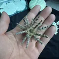 Unique natural dried sea urchin shell with long spines for air plant holder decor - Spiny Sea Urchin (6-7cm)