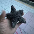 Natural dried black spiny sea urchin shell for Mediterranean home decor and air plants - Black Starfish (7-10cm)