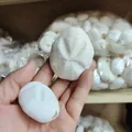Natural white sea urchin sand dollar shells perfect for air plant holder home decor - Fossil Sea Urchin (4-6cm)