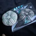 Natural sea urchin shells for air plant pots in Mediterranean style home decor accessories - New Green Sea Urchin (6-8cm)