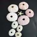 Assorted natural pink and white sea urchin shells for Mediterranean style home decor - Pink and White Sea Urchin (3-4cm)