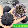 Natural purple helmet sea urchin shell 6-9cm for air plant pot - Helmet Sea Urchin (6-9cm)