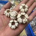 Set of five natural Mediterranean sea urchin shells for air plant pots held in hand - Creamy White Cidaroid Urchin (3cm)