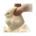 Hand drückt ein weiches gelbes Küken-Squishy-Spielzeug für den Stressabbau und die Entspannung - Küken Stil / L / Milchgelb