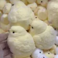 Cute soft fuzzy yellow chick squeeze toy for stress relief and tactile sensory play - Yellow Chick / 120.00g
