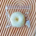 Macro view of simulation fried donut squeeze toy packaged in a clear plastic zipper bag - Donut (Coconut)