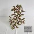 Λεπτομερής προβολή τεχνητού κλήματος Tradescantia ροζ-πράσινο, συνολικό μήκος 45 cm - 45cm / Ροζ Πράσινο Φύλλο