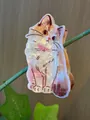 Pince à cheveux chat de dessin animé irisé pour accessoires de cheveux élégants - Chat tacheté blanc crème (2)