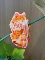 Pince à cheveux mignonne motif chat roux en acétate brillant pour femmes élégantes - Style Chat Roux Assis (5)