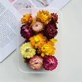 Assorted colorful dried strawflower heads in a clear plastic box for DIY floral crafts - Colorful Chrysanthemum / One Boxed