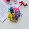 Colorful dried Gypsophila baby's breath flowers in a plastic box for DIY crafts - Gypsophila (Mixed Colors) / One Boxed