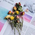Natural multi-color dried rose bouquet for aesthetic DIY handmade flower arrangements - Multi-headed Small Rose / 10 Pieces (With 10cm Stem)