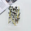 White frosted natural dried eucalyptus pods in clear box for Christmas DIY crafts - Small Eucalyptus Fruit (With Stem) / One Boxed