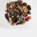 Natural DIY dried pine cones and botanical materials set for forest theme decor - Style B DIY Kit / 51 Pieces of 25 Types