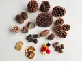 Mixed dried plant materials set for DIY crafts and holiday decor. - Style C Material Kit / 36 Pieces of 14 Types