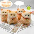Detailed shot of four fluffy orange and white cat squeeze figurines on magazines - 135g Pack / Orange Squatting Cat