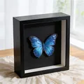 Vista dettagliata della cornice in legno 3D con un esemplare di farfalla blu brillante - Cavo 3cm (Interno: 10x15cm) / Nero / 6 Pollici