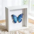Close-up macro view of a 3D white wooden shadow box frame with a blue butterfly specimen inside - 3cm Hollow (Inner: 10x15cm) / White / 6 Inch