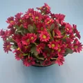 Vibrant artificial magenta daisy flowers in a natural coconut fiber hanging basket - Chamomile Rose Red Style