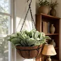 Artificial hanging plant with coco liner and black metal basket in indoor setting - Easter Bunny Ear Leaf Style