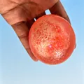 Oranger Glitzer-Quetschball Spielzeug zum Stressabbau in der Hand gehalten für SKU - Goldstaub Knusprige Kugel Orange Stil / Mit Schutzbox